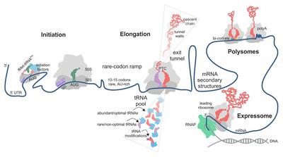 Translational Control by Ribosome Pausing in Bacteria: How a Non-uniform Pace of Translation Affects Protein Production and Folding